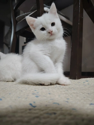 Eine süße Katze such ein neues Zuhause! 