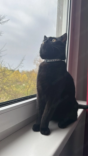 kater zuverkaufen