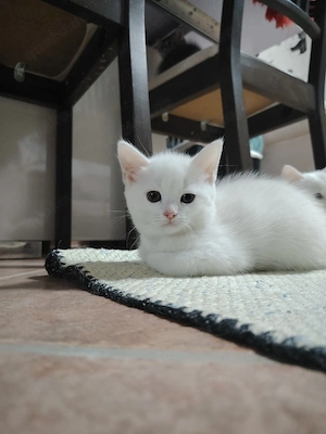 Süße Katze sucht ein neues Zuhause! 