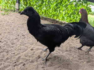Meijeris Hoen Junghahn sucht neues Zuhause