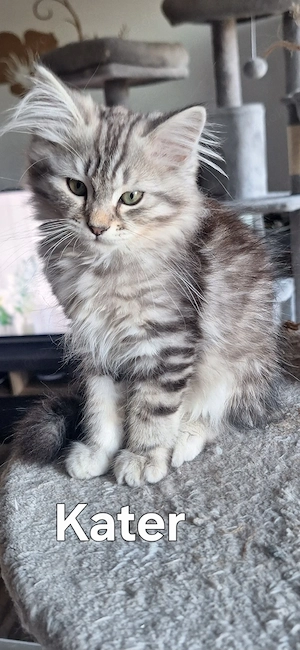 Neva Masquarade sibirische Waldkatzen Kitten