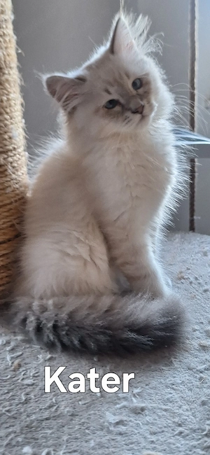 Neva Masquarade sibirische Waldkatzen Kitten