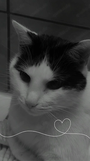 der kleine Prince