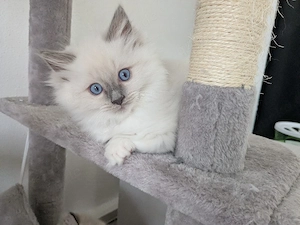 Ragdoll Kitten