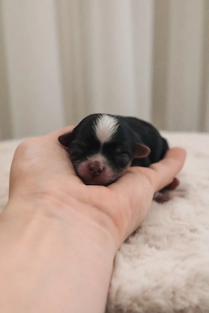 Biewer Yorkschire terrier 