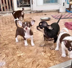 Chihuahua-Welpen männlich und weiblich schleifen für neue Häuser