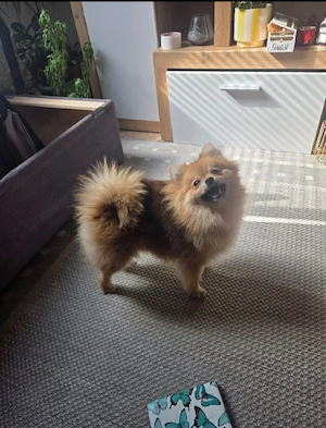 Süße Pomeranian-Hündin 