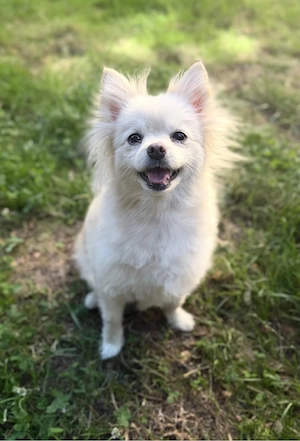 Hübsche Pomeranian Hündin