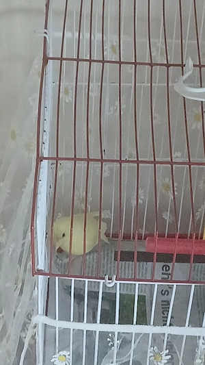 cardellino 