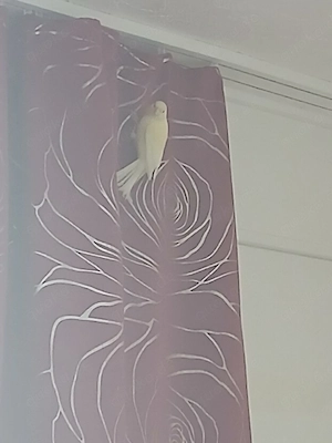 Ich verkaufe meine weibliche Kardelina aus beruflichen Gründen. 