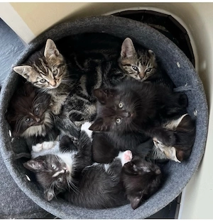 Süße Maine Coon Mischlings- Kitten  Kätzchen 