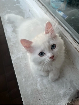 Süße Kitten Baby Katzen