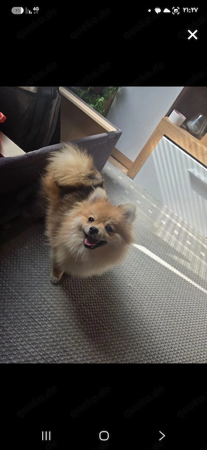 Liebevolles Pomeranian-Spitz Mädchen sucht ein neues Zuhause 