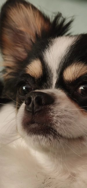 Chihuahua Langhaar tricolor