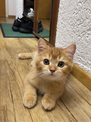 Britisch Kurzhaar Golden Tabby Kätzchen suchen sich ein neues zuhause 