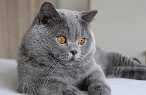 Baby katzen BKH Bild 2