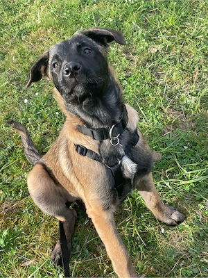 dringend malinois mix abzugeben 