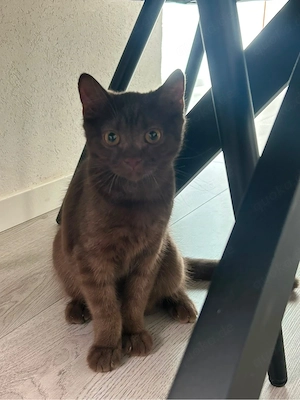 katze zu vergeben 