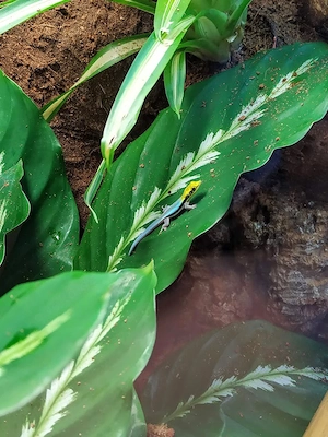 Phelsuma Klemmeri Nachzuchten 