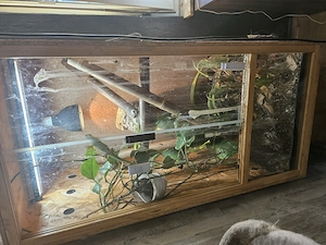 Phelsuma Grandis mit Terrarium