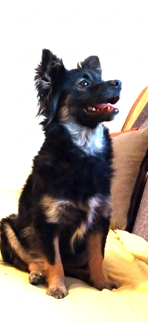 Kleine Coco sucht ihr Zuhause