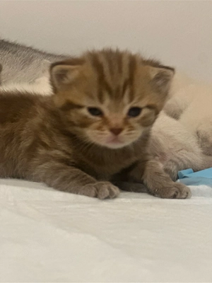 britisch Kurzhaar Katzen
