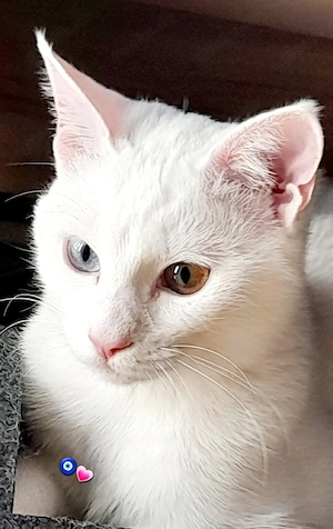 Junge liebe Katze 
