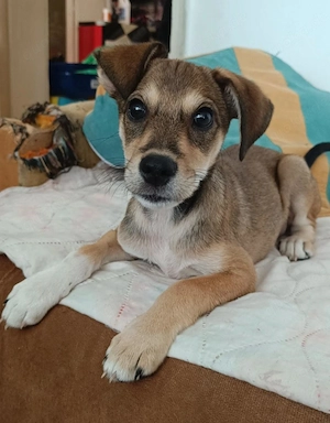 Talya ein sehr liebes Hundekind 
