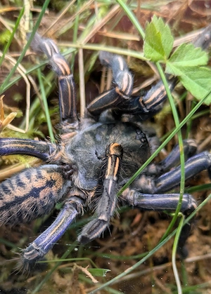 Vogelspinnen zur Abgabe 