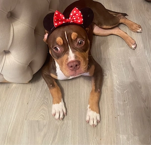 american bully standard