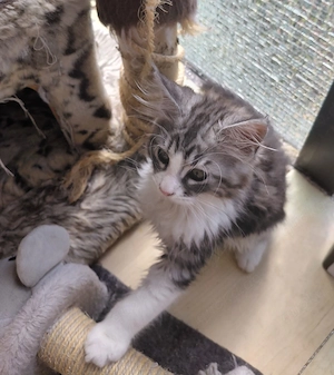 Sibirischer Main Coon  mix 