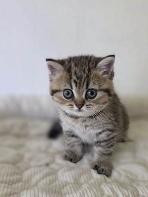 Liebevolle BKH Katzenbaby
