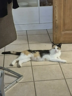 Katze Minka
