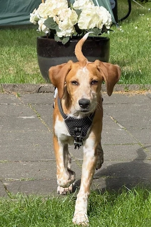 Coco sucht eine Familie