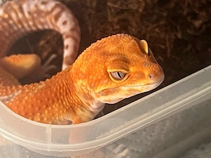 1.0 Red Diamond het. Eclipse Leopardgecko - Eublepharis macularius Männchen
