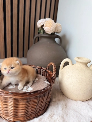 BKH Kitten mit Stammbaum
