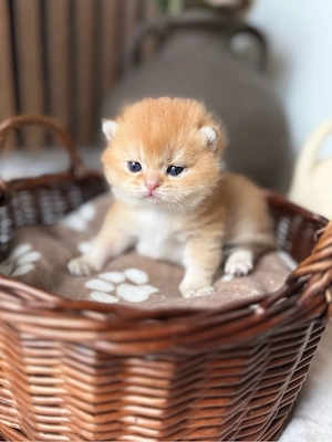 BKH Kitten mit Stammbaum