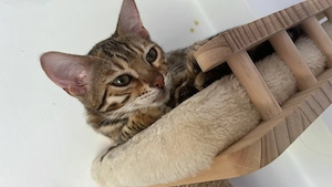Bengal Kitten in liebevolle Hände abzugeben