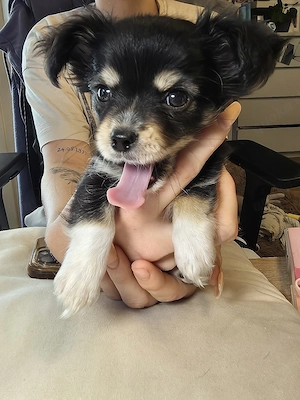 Chihuahua Welpe 
