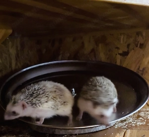 Afrikanische Weissbauchigel, 2 Männchen inklusive Terrarium, Futter und Zubehör sucht ein Zuhause