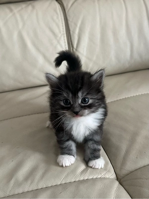Ragdoll Mix Kätzchen ( W   M )