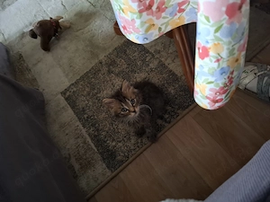 Entzückendes Mischlingskätzchen - Kater 