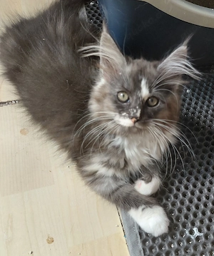 Main coon  Mädchen 