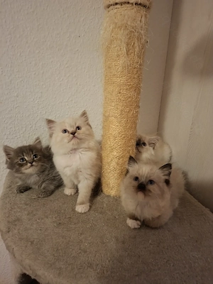 Maine Coon Ragdoll Mix Kitten, Babykatzen, Katzenbabys, cats, Kätzchen