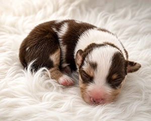 Miniature Australian Shepherd Welpen mit Papieren auf der Suche nach ihrer perfekten Familie