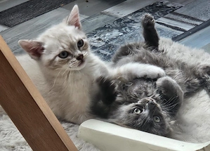 12 wochen Kitten 