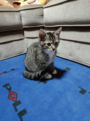 Kleine Katzenbabys
