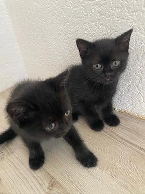 Britisch Kurzhaar Katzen