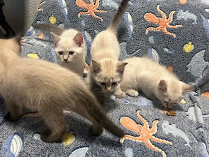 bkh britisch kurzhaar siam kitten mix