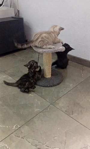 Drei zuckersüße BKH-Kitten (Jungs) suchen ein liebevolles Zuhause!